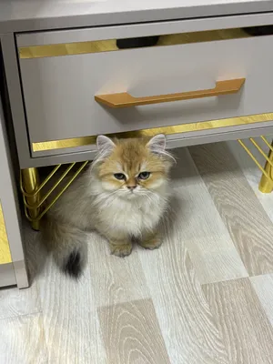 кошка 2