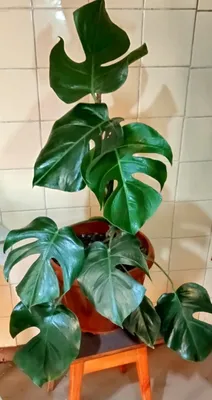 Monstera sotiladi