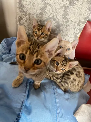 Porno onani yalangoch holda kordi