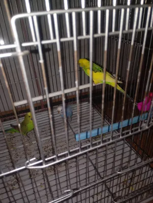 papugay 1