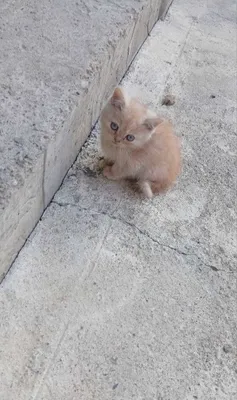 Котята разных цветов 1