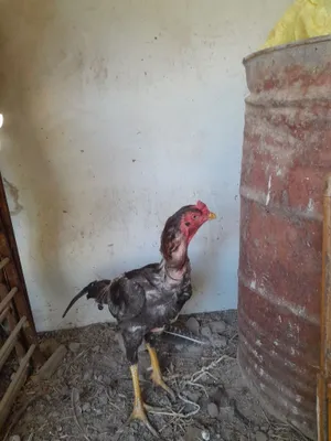 Ogli mast ona porno sikish