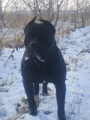 Cane Corso juftlash uchun 1