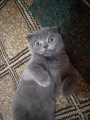 шотландский число уха 1