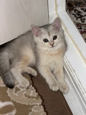 Котята 1