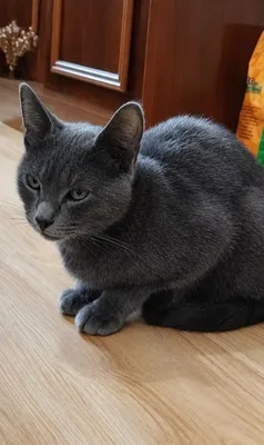 Mushuk sotiladi, zoti Russian Blue 1