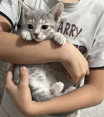 Котята в хорошие руки 1