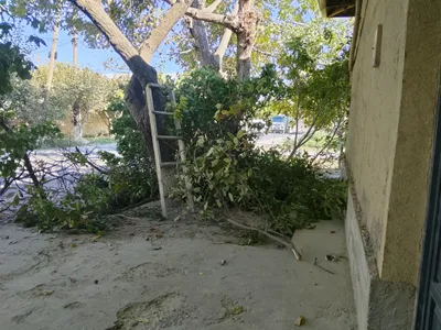 oʻtin sotiladi hoʻl daraxt dan uzulgan 1