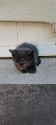 Котята 1