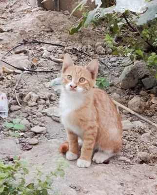 Котята милые отдадим бесплатно 1