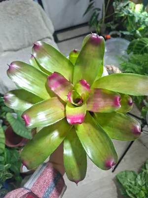 Neoregeliya 1