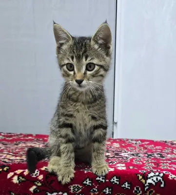 Очаровательный котенок , 3 месяца 1