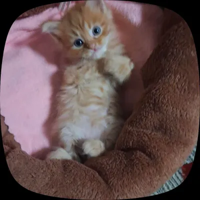 котёнок в добрые руки 1