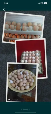 Яйца домашних кур для инкубации и употребления 1