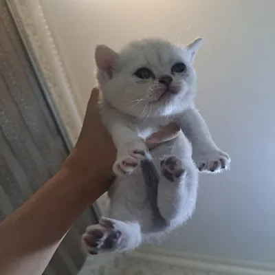 Продаётся кошка 1