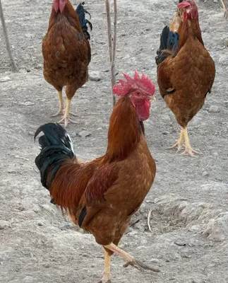Velekan xo’roz 6 oylik 1