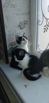 Котёнок, самка, беспородная кошка 1