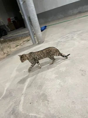 Klitoral pirsing bilan qizlar video Yalangoch erkak porno surat