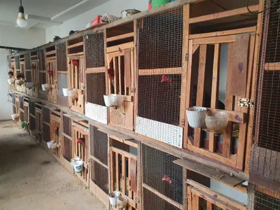 Dakan Tuxum sotiladi 50000 som 1
