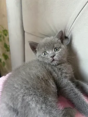 Скоттиш страйт мальчик 3 мес 1