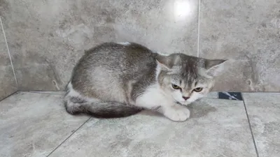 кошка 1