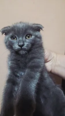 Barcha Kitty seks porno videolarini onlayn tomosha qiling Ular uni ormonda ushladilar, sikishdi va mushukiga tegishdi.