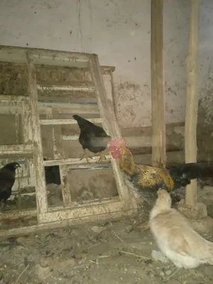 Xonaki,jaydari tovuqlar sotiladi. 7 ta 2ta xuroz 5 ta makiyon 1