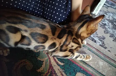 Продаётся бенгальский кот 1