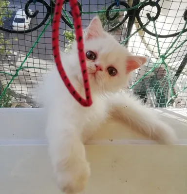 Персидские котята 1