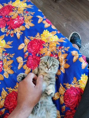 Продаётся котёнок породы шотландская вислоухая, 9 месяцев, девочка 1