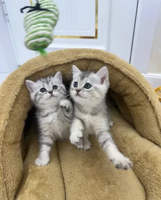 Продаются котята британские шиншилы