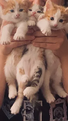 Отдам даром котят!!