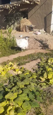 kurka sotiladi