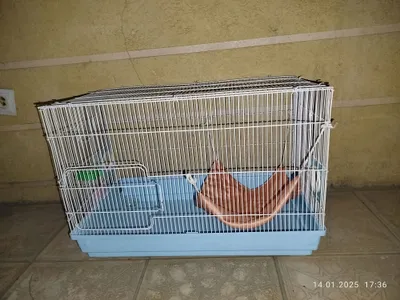 Katta qafas 1