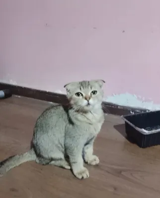 Mushuk sotiladi zottor 1