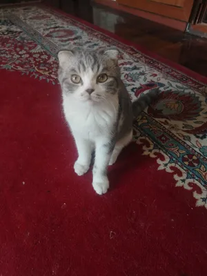 Mushuk: Scottish Fold 1