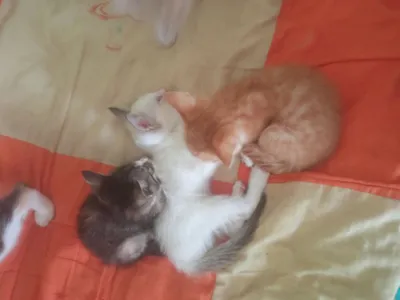 Mushuk bolalari 3 oylik ovqat korim yeydi 1