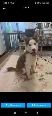 Srochna xaski bori ga oxshaydi qiz bola 1