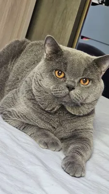 Вязка британец короткошерстный 1