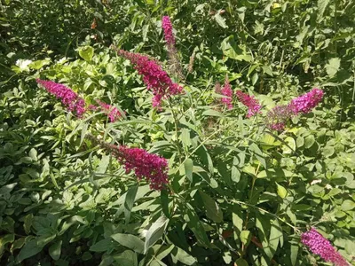 Pakana buddleya (Malina rangli gullari) 1