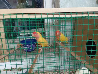 Neraluchka papugay bor 1