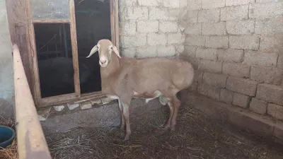 Чистопородный арашанский баран 1