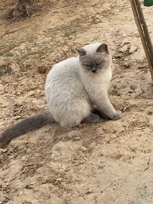 Сиамский кот 1