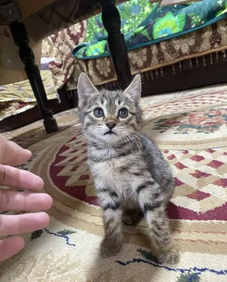 Отдам котят в хорошие руки 1