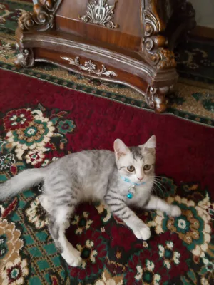 Katta mushuk oyinchoqlari Katta mushuk oyinchoqlari