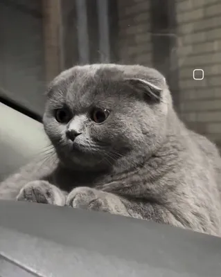 Моей кошечке нужен жених! 1