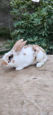 Кролики чистые, не больные 1