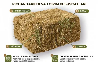 Beda sudanka pichan 1-oʻrim 1