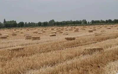 Продаются тюки соломы, хорошее качество