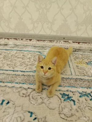 40-pozitsiyada jinsiy aloqa